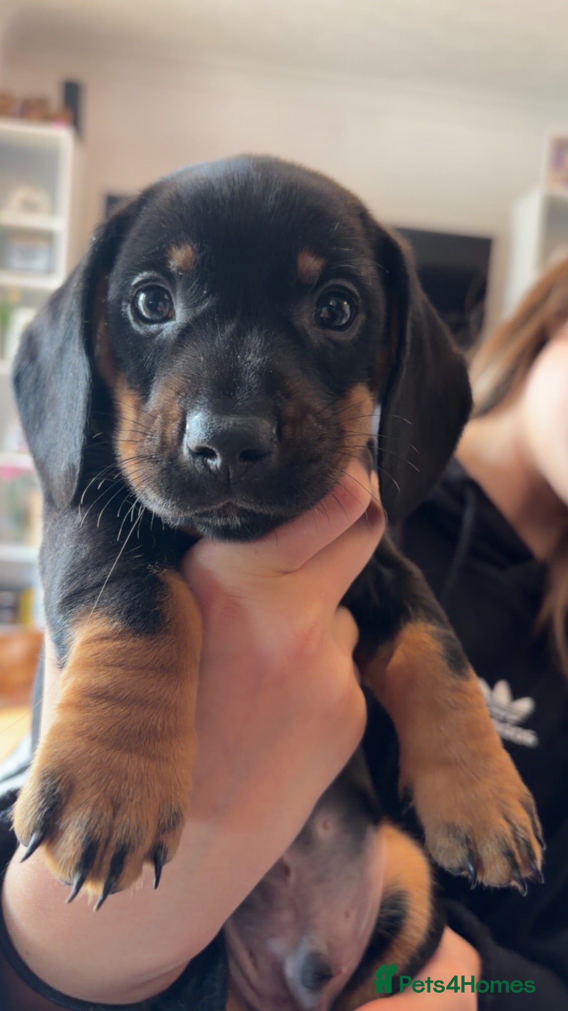 Dachshund dogs Beautiful dachshund puppies  - Advert 3