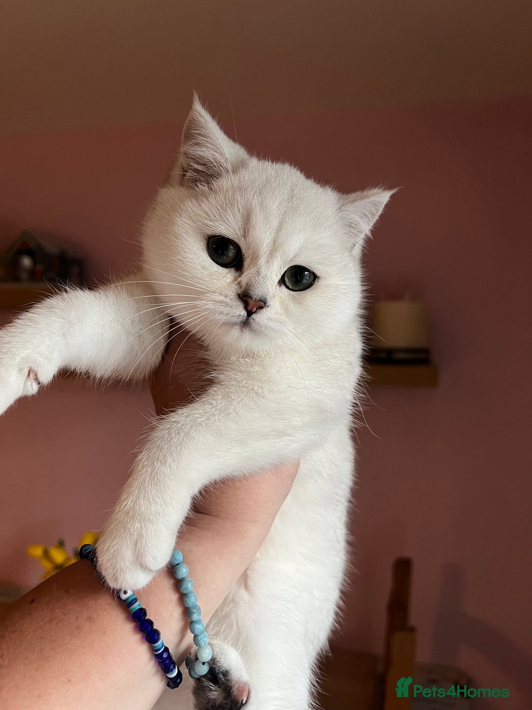 British Shorthair cats for sale: Beautiful BSH Girls - GCCF Reg - Advert 6