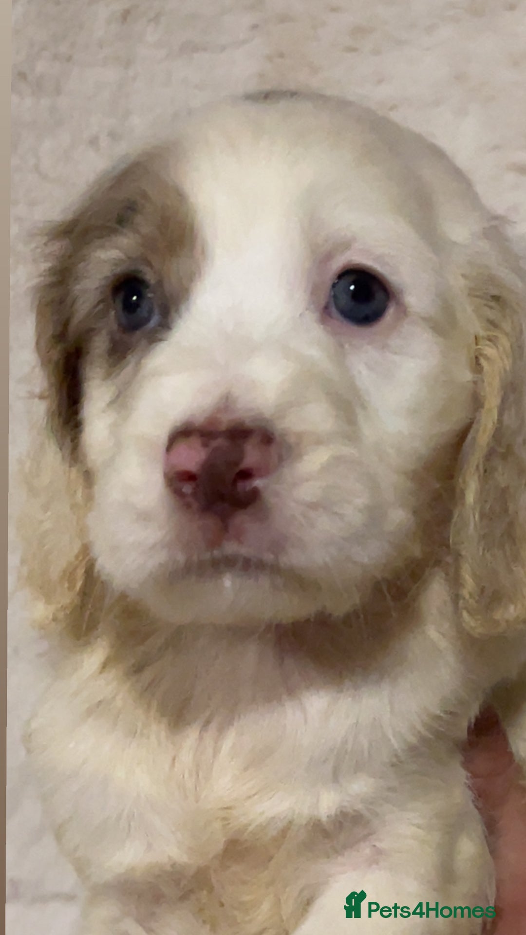 Cocker Spaniel dogs for sale:  Cocker Spaniel Puppies – Ready Soon - Advert 10