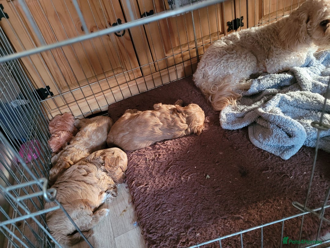 Cockapoo dogs for sale: Cockapoo - Image 3