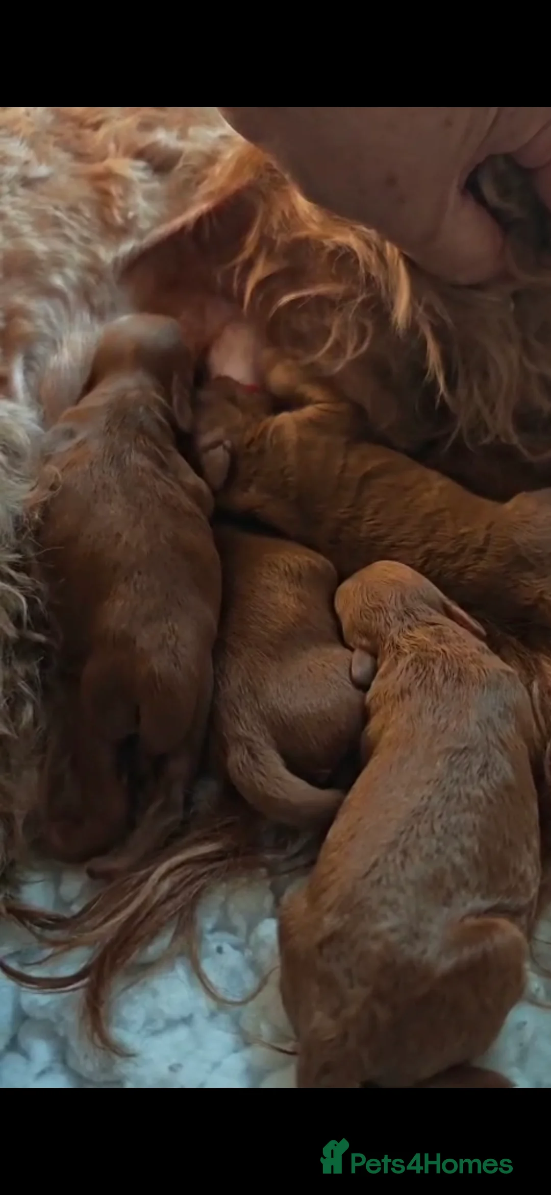 Toy Poodle dogs for stud: Handsome K.C Reg Red Toy poodle stud! - Advert 12