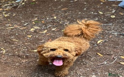 Miniature Poodle dogs for stud: Handsome Miniature Poodle Stud  - Image 3