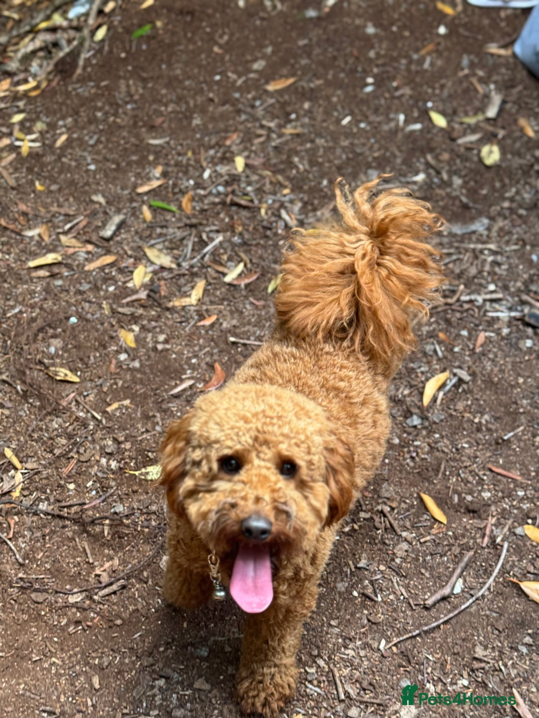 Miniature Poodle dogs for stud: Handsome Miniature Poodle Stud  - Image 3