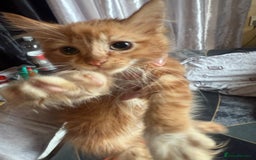 British Longhair cats for sale: 5 beautiful kittens for sale - Image 3
