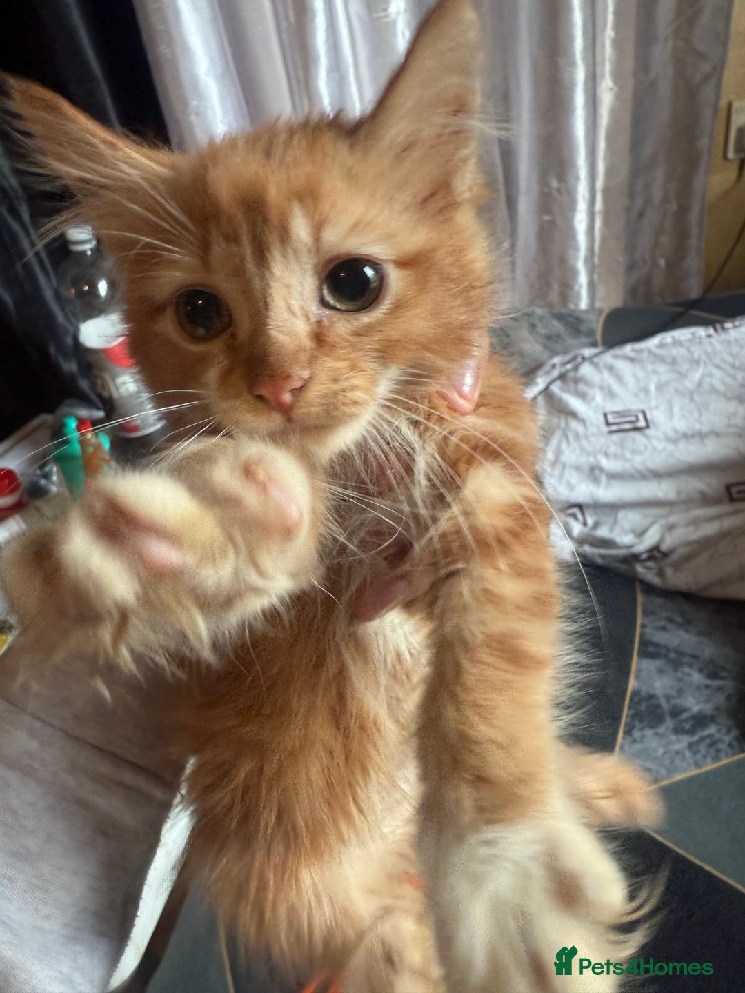 British Longhair cats for sale: 5 beautiful kittens for sale - Image 3