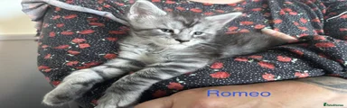 Romeo