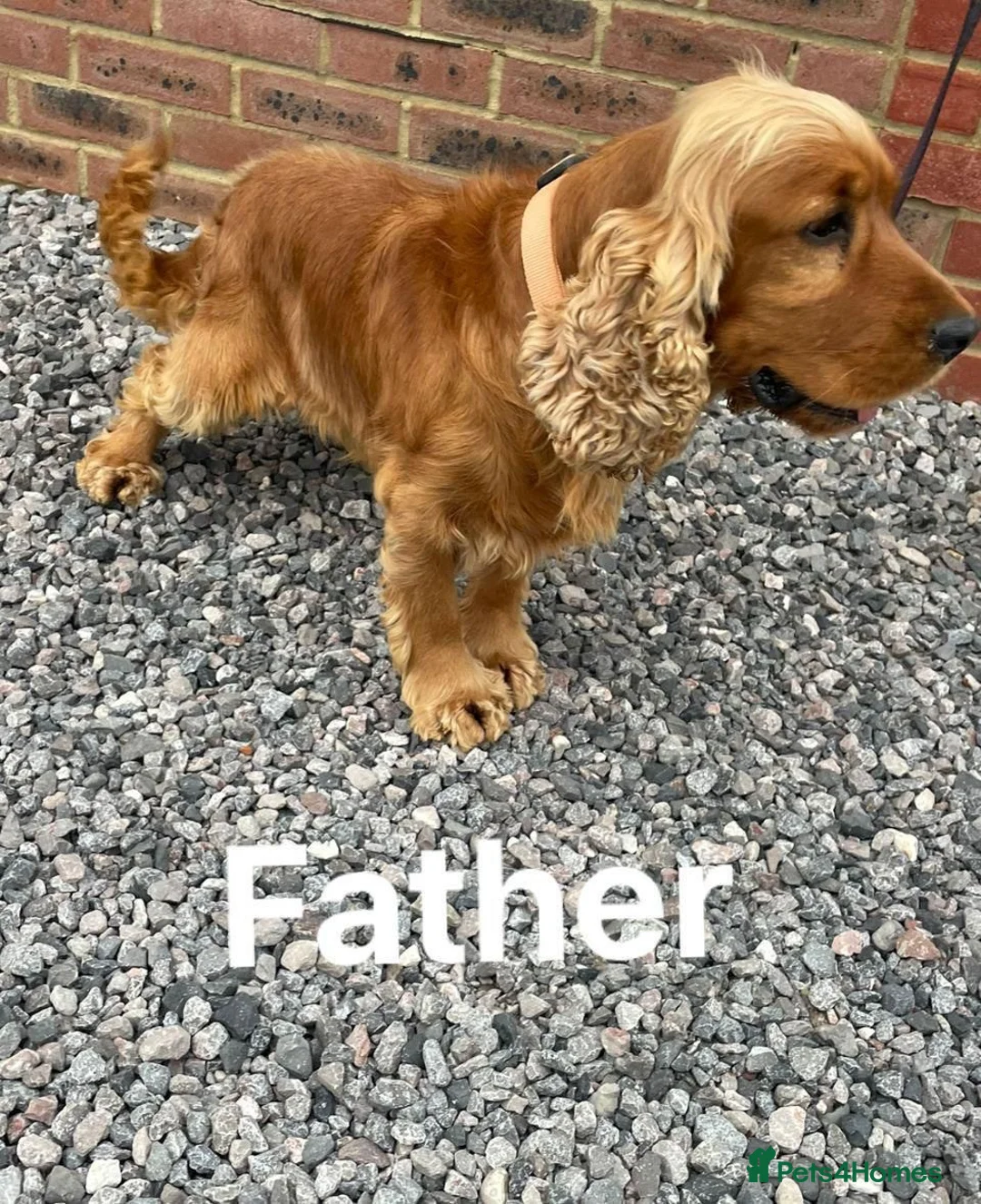 Cocker Spaniel dogs for sale: OUTSTANDING ADORABLE SHOW TYPE COCKER SPANIEL  - Advert 37