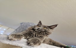 Maine Coon cats for sale: 🔥*Stunning Litter of 8💎Solid Blue Maine Coon*🔥  - Image 20