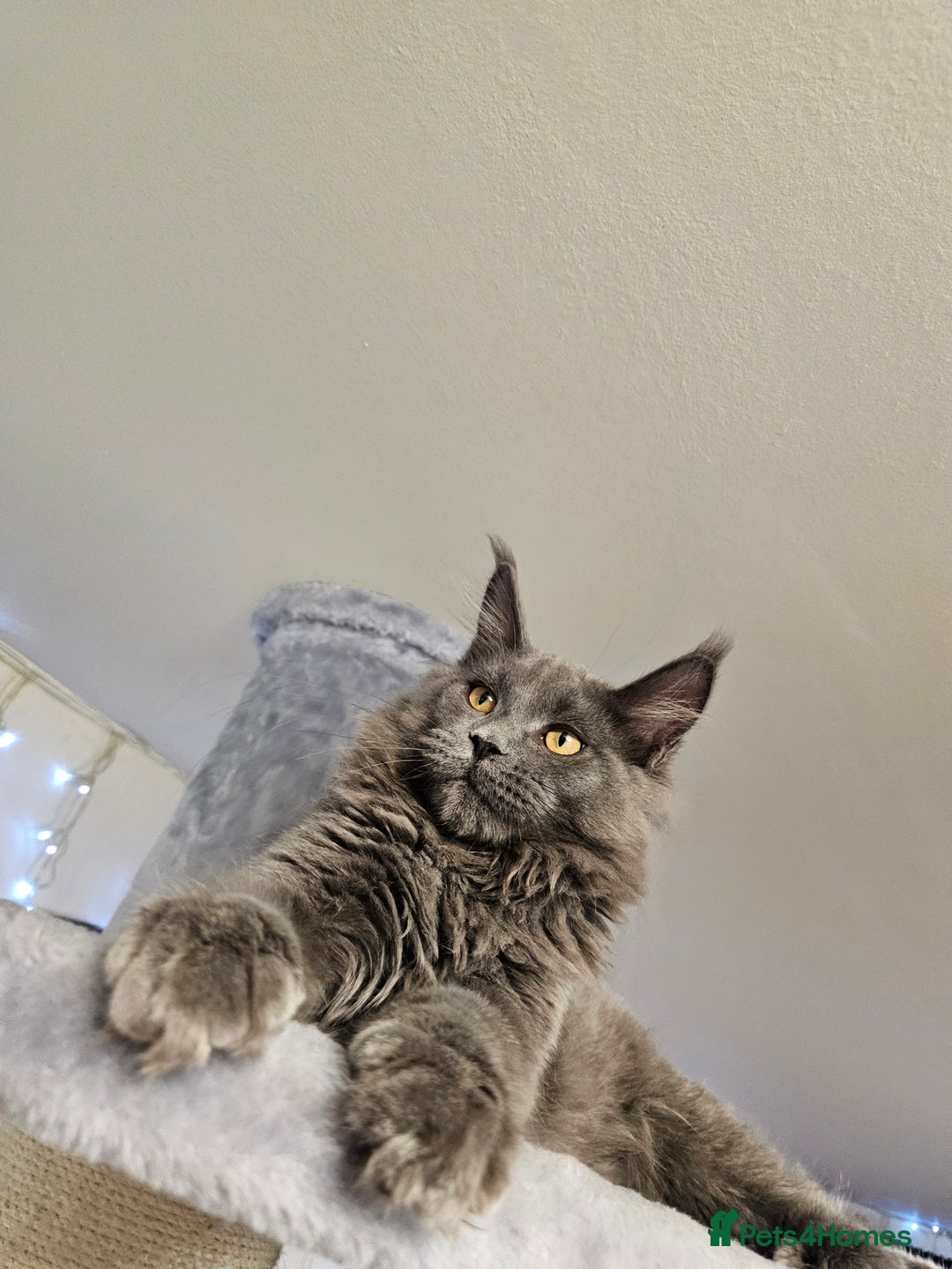 Maine Coon cats for sale: 🔥*Stunning Litter of 8💎Solid Blue Maine Coon*🔥  - Image 20