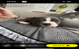 Staffordshire Bull Terrier dogs for sale: 2 year old Staffordshire bull terrier male - Image 2