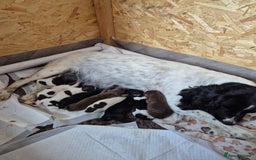 Sprocker dogs for sale: Sprocker F1  - Image 8