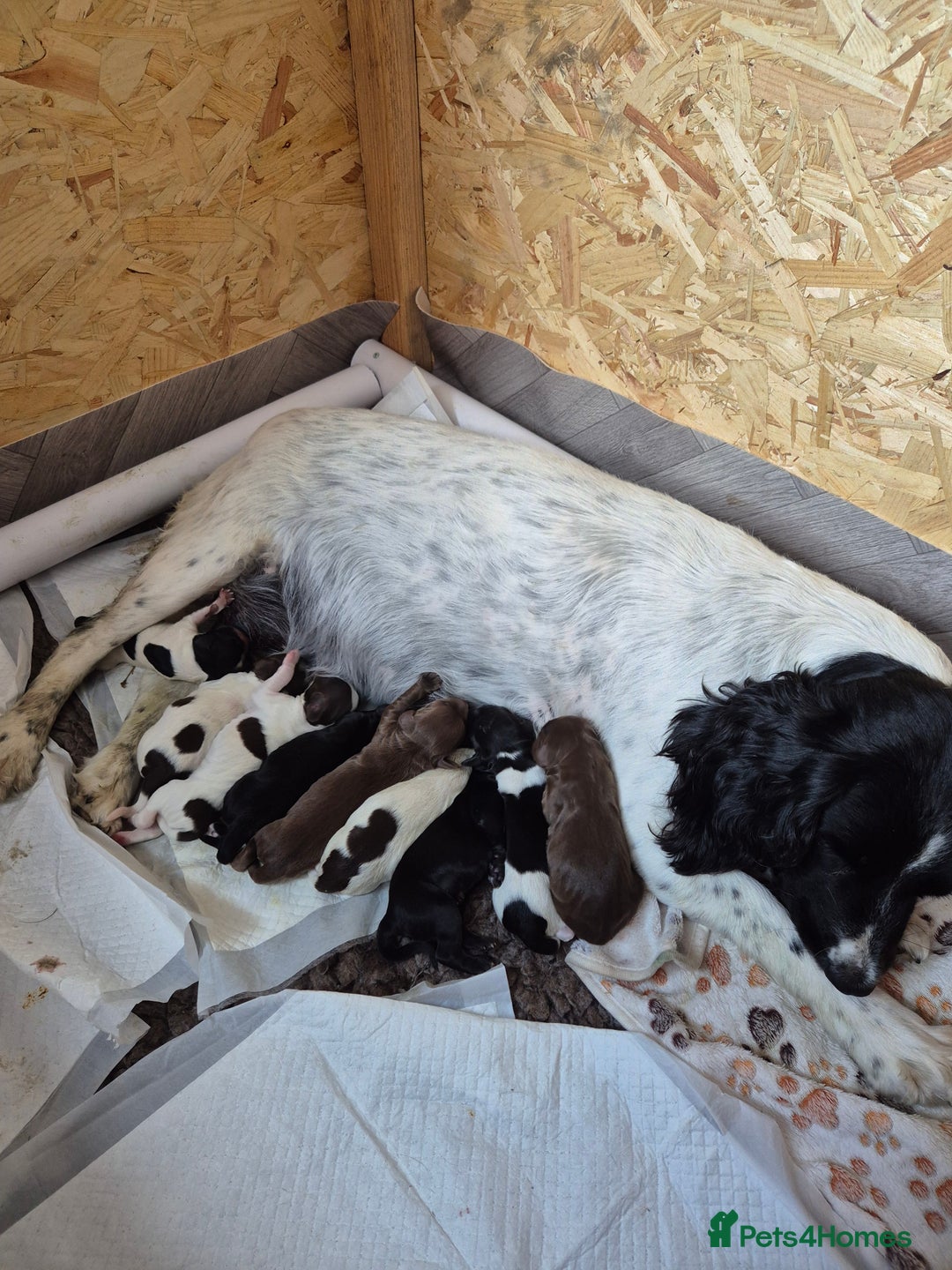 Sprocker dogs for sale: Sprocker F1  - Image 8