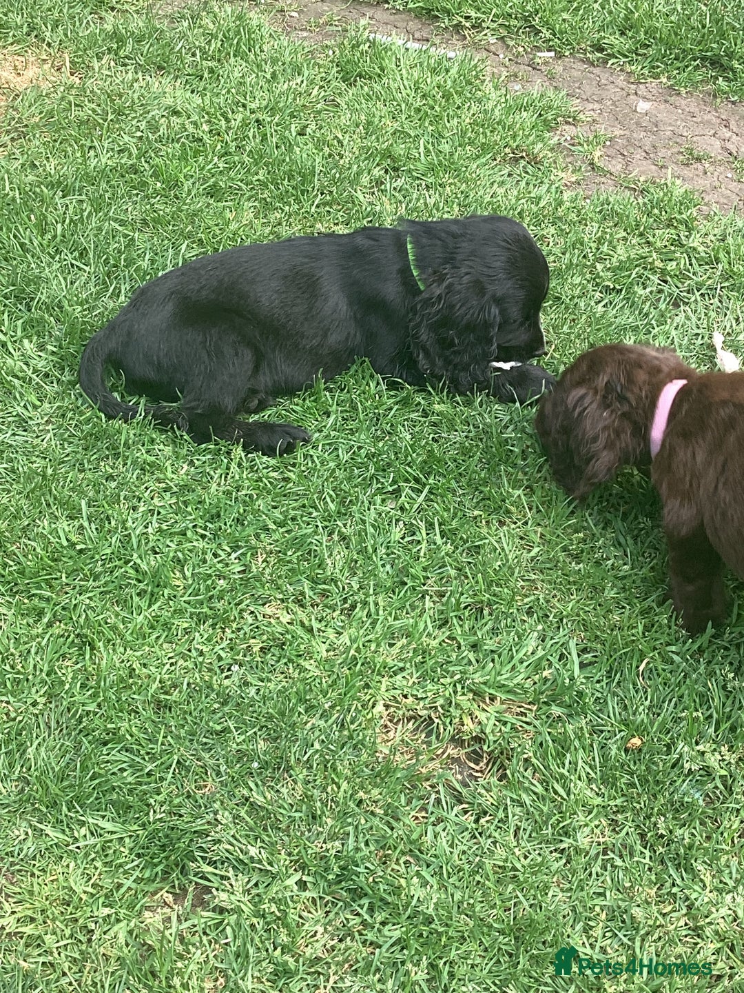 Cocker Spaniel dogs for sale: Cocker spaniel puppys ready now - Image 6