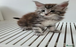 Maine Coon cats for sale: Tica registered maine coon kittens  - Image 12