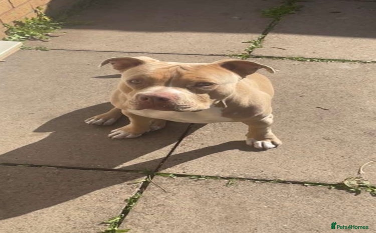 American Bully dogs - Advert 1