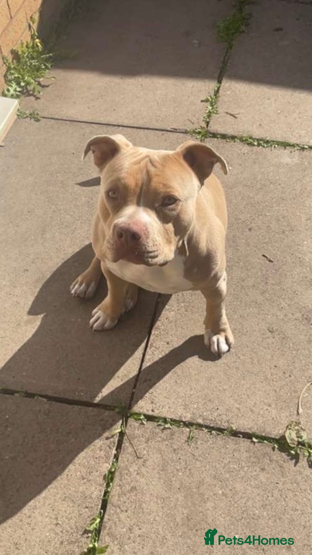 American Bully dogs for sale: Pocket bully for sale! - Image 1
