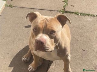 American Bully dogs - Advert 14