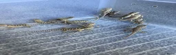 Bearded Dragon reptiles for sale: Baby bearded dragons - Advert 3