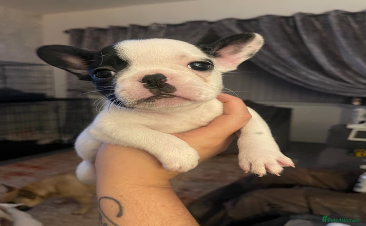 French Bulldog dogs - Advert 4