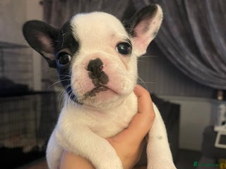 French Bulldog dogs - Advert 28