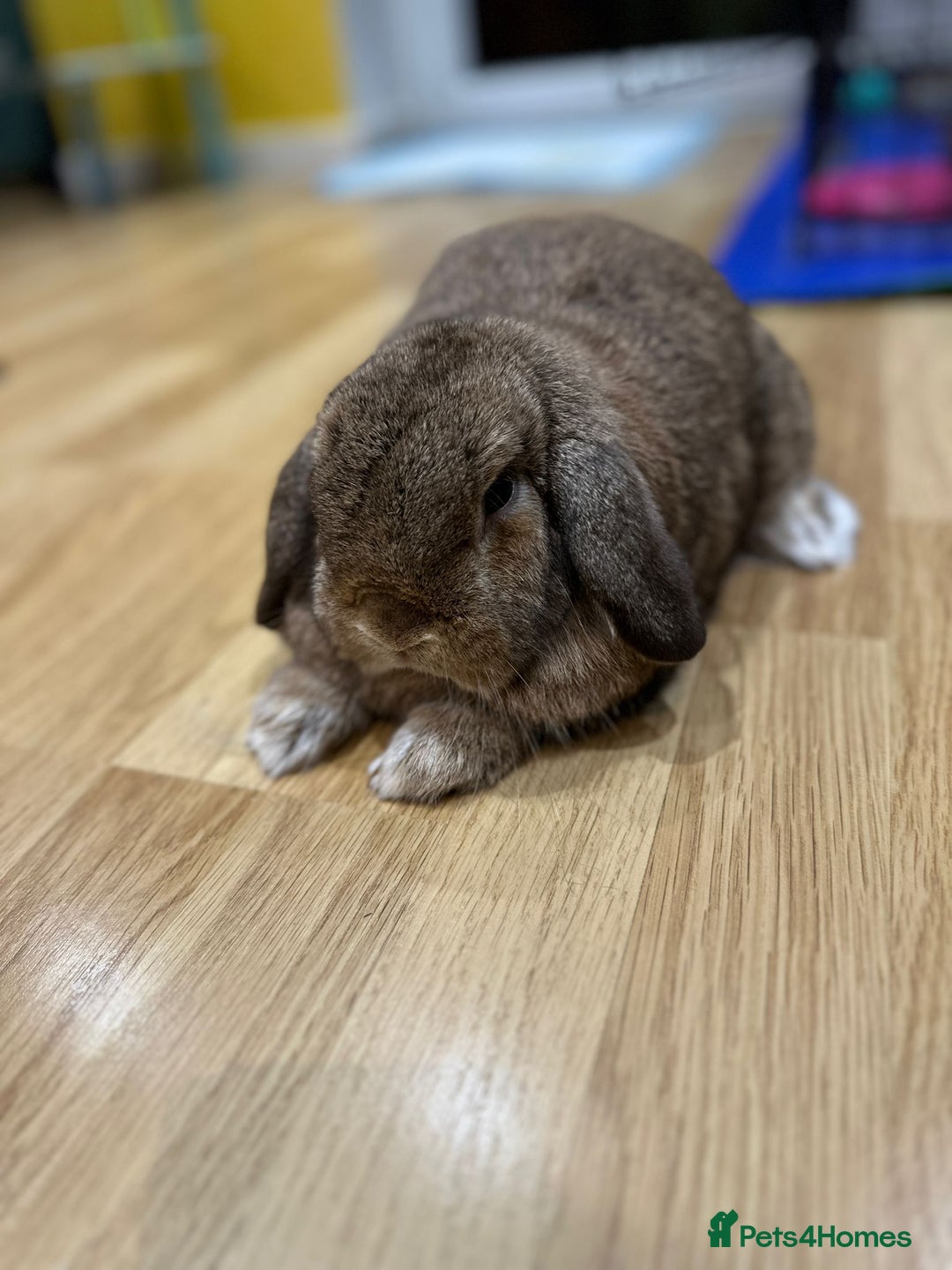 Mini Lop rabbits for sale: Mini lops for sale - Advert 3