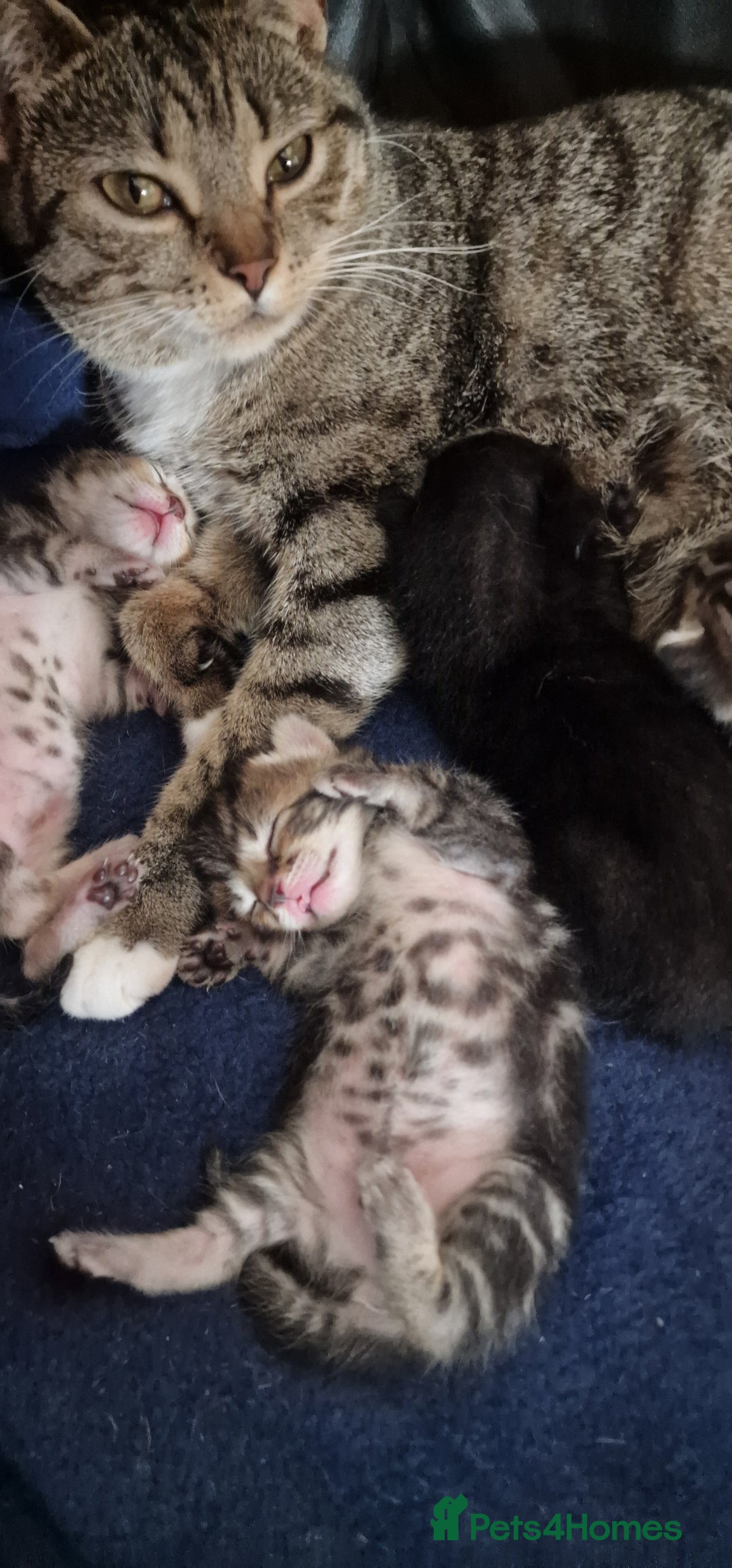 Mixed Breed cats for sale: 2 little little kittens ( both girls) for free - Image 3