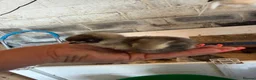 Chickens poultry for sale: 🐥🐣🥚USA Bearded silkies🐥Vorwerk🐥Brahmas🥚🐣🐥 - Advert 14