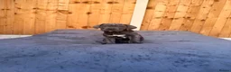 Cane Corso dogs for sale: Brutus(X-Man) World Winner line Cane Corso Puppies - Advert 21