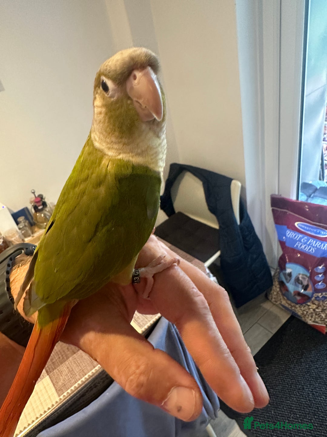 Conures birds for sale: 15 weeks tamed conure £220 - Image 2