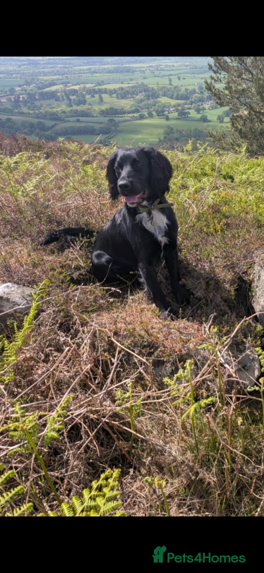 Cocker Spaniel dogs PROVEN KC REG WORKING COCKER SPANIEL STUD - Advert 1
