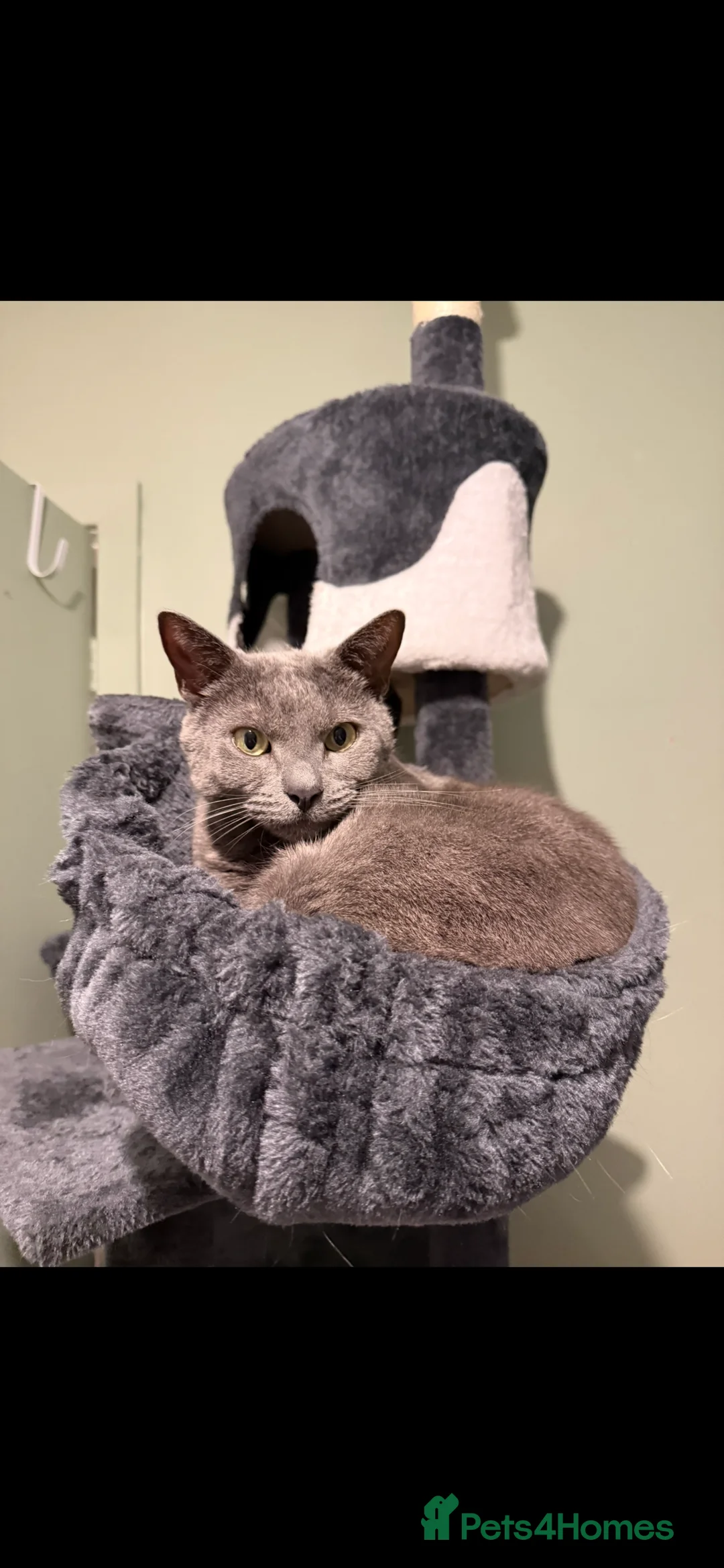 Domestic Shorthair cats for sale: Blue male cat - Advert 2