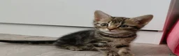 Mixed Breed cats for sale: 5 Beautiful kittens £100 each - Advert 4