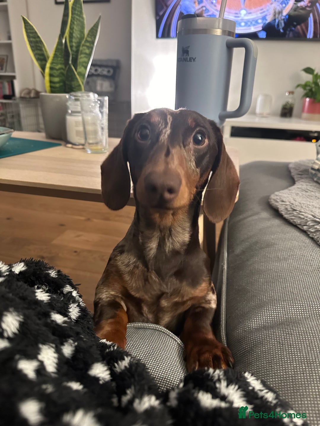Miniature Dachshund dogs for sale: Otto  - Advert 16