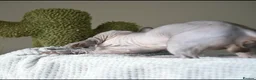 Sphynx cats for stud: Health Tested, Champion Bambino for stud - Advert 5
