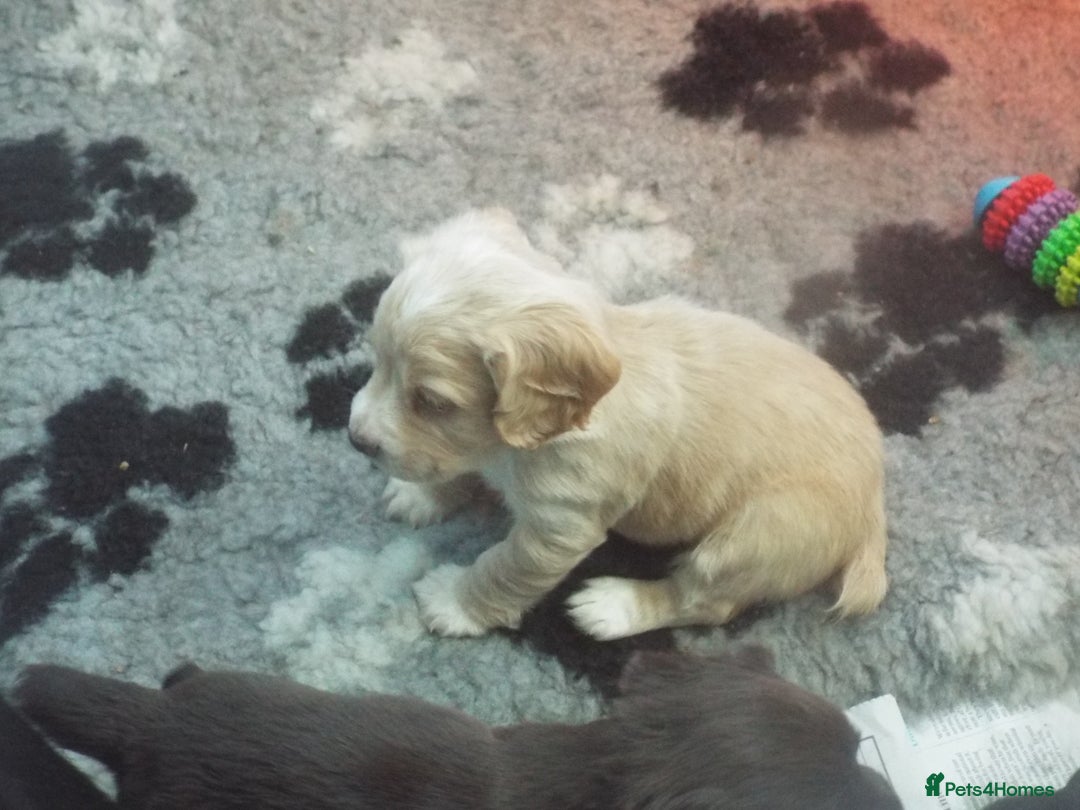 Cocker Spaniel dogs for sale: WORKING COCKER SPANIEL PUPPIES - Advert 2