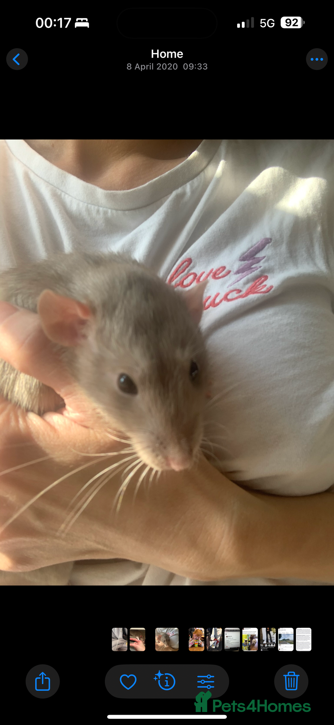 Rat rodents for sale: 2 Males Ratties (hooded) - Image 2