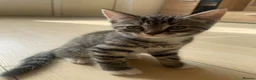 Domestic Shorthair cats for sale: 5 beautiful tabby kittens 8 weeks old  - Advert 4
