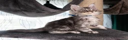 Maine Coon cats for sale: STUNNING PEDIGREE MAINE COON KITTENS - Advert 28