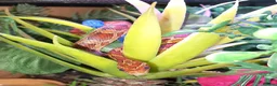 Corn Snake reptiles for sale: Corn snake 2025 / 2026 cornsnake hatchlings  - Advert 2