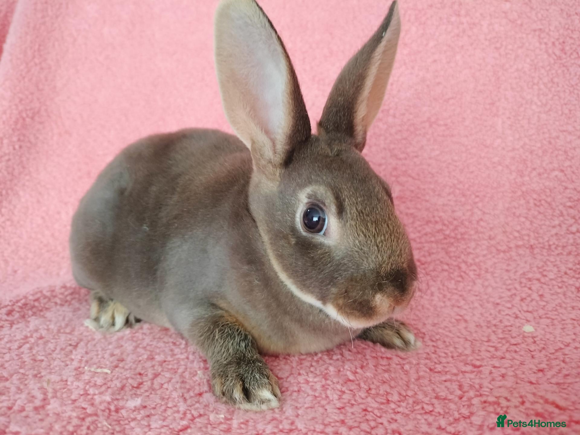 Rex rabbits Baby mini rex for sale  - Advert 7