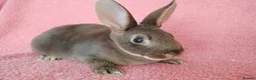 Rex rabbits for sale: Baby mini rex for sale  - Advert 4