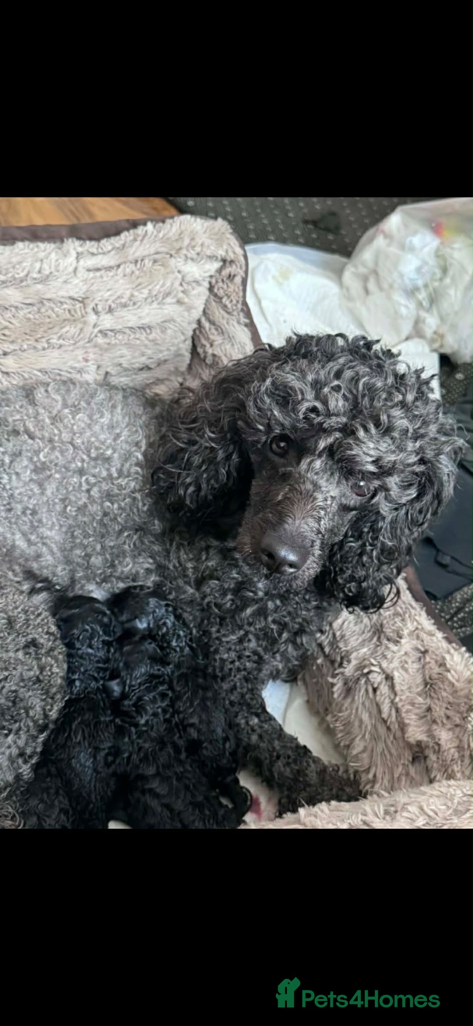 Mixed Breed dogs Gorgeous miniature poodles - Advert 1