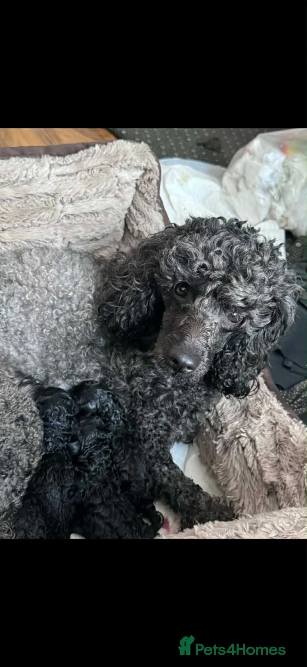 Mixed Breed dogs for sale: Gorgeous miniature poodles in Peterborough - Advert 1