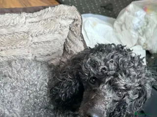 Mixed Breed dogs Gorgeous miniature poodles - Advert 1