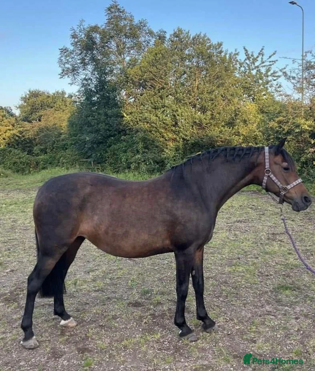 New Forest horses for sale: 13.1 new forest pony for sale in Manchester - Advert 1