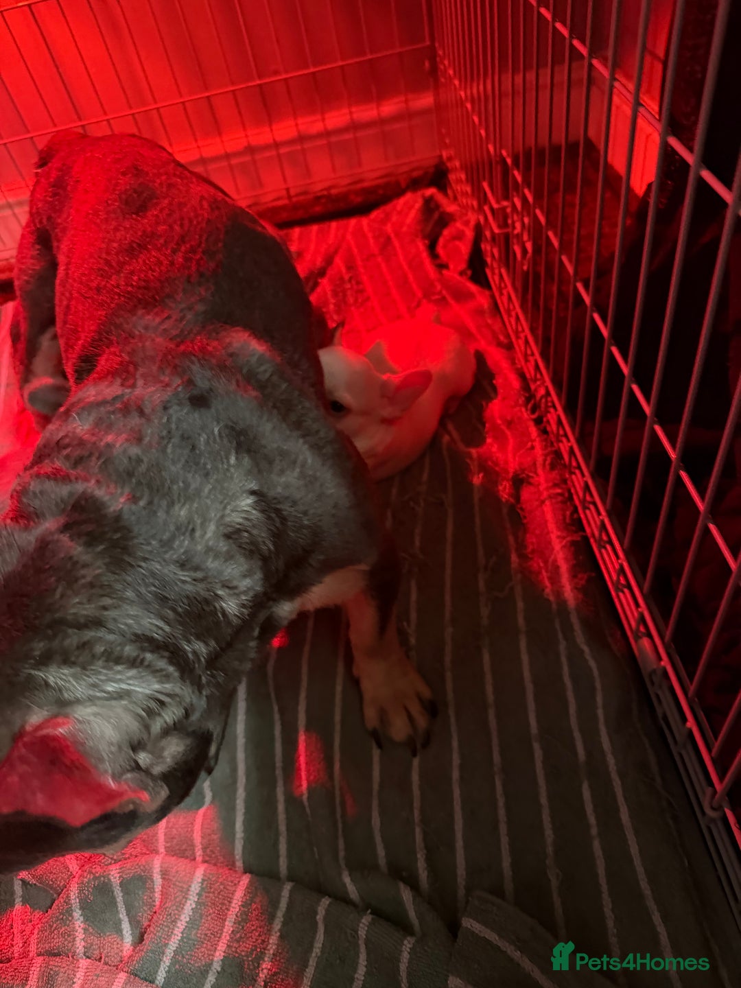 French Bulldog dogs for sale: French bulldogs  - Advert 21