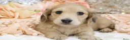 Miniature Dachshund dogs for sale: Shaded Cream Male - Advert 12
