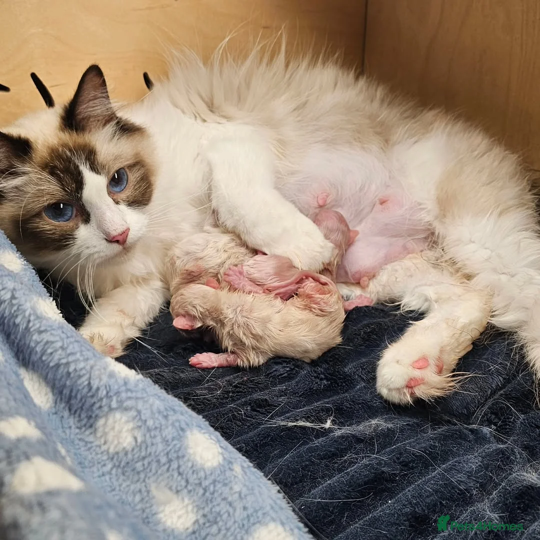 Ragdoll cats for sale: Beautiful Ragdoll Kittens Available - Advert 1