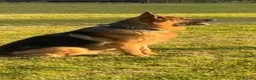 German Shepherd dogs for sale: german shepard looking for a new home in Telford - Advert 2