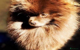 Pomeranian dogs for stud: Parti and lilac producing Russian chocolate stud  - Image 4